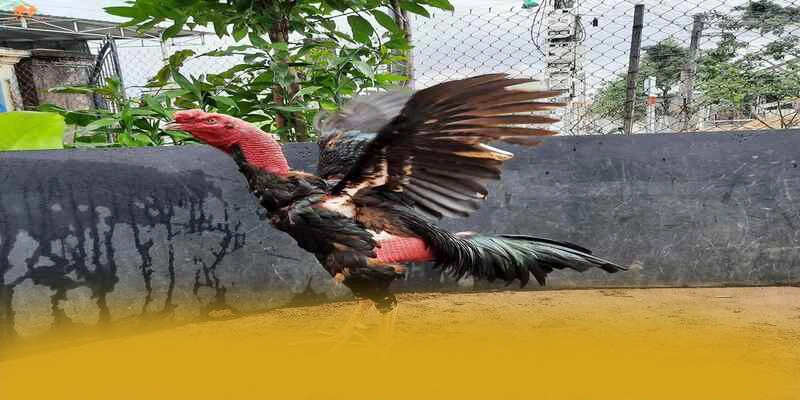 Giải đáp thắc mắc về GOOD88